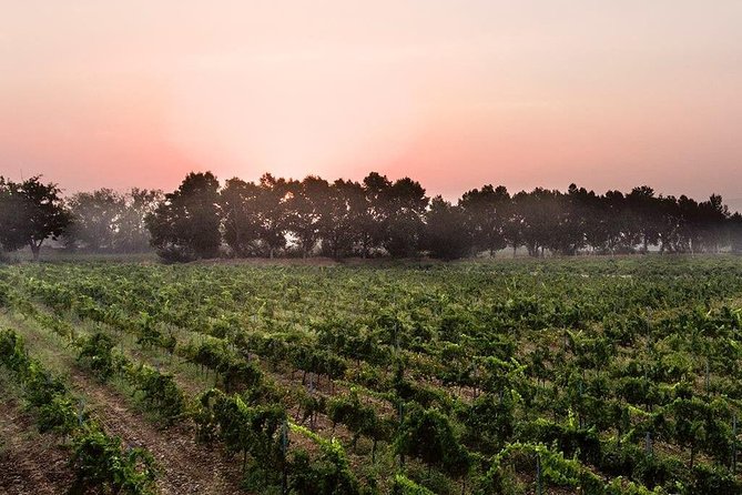 Baalback , Anjar & Chateau Ksara - Who will get the most from this outing