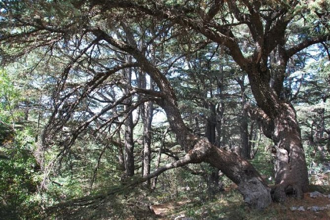 Chouf Charm: Private Journey Through Lebanon's Historic Heartland - Why the Chouf makes a good day out from Beirut
