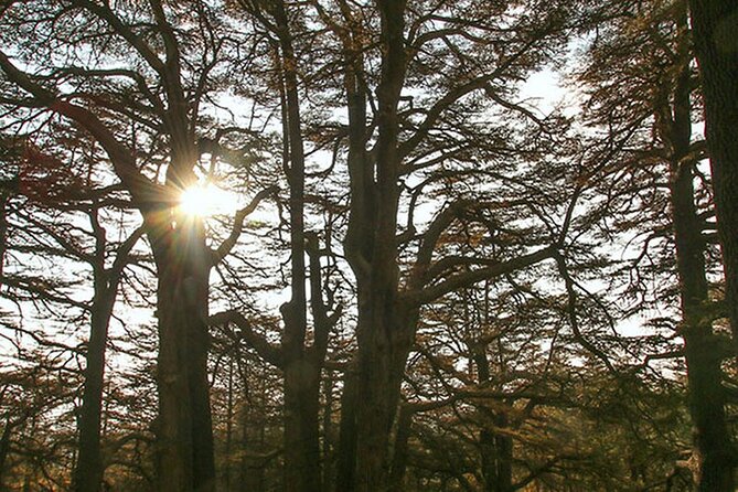 Full-Day Guided Tour of Northern Lebanon with Hotel Pickup - Walking among the Cedars of God