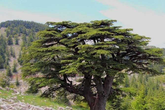 Guided small group to Cedars Reserve & Beiteddine w/lunch+entries - Deir el Qamar, the former capital of Mount Lebanon