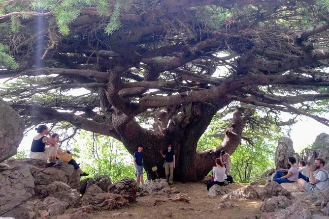 Guided Small-Group Tour to Qadisha, Bcharee & Cedars with Lunch - Why this northern Lebanon day trip works