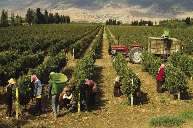 Journey Through Lebanese Wine: A Private Tour in the Beqaa Valley - Château St Thomas and the Touma family tradition