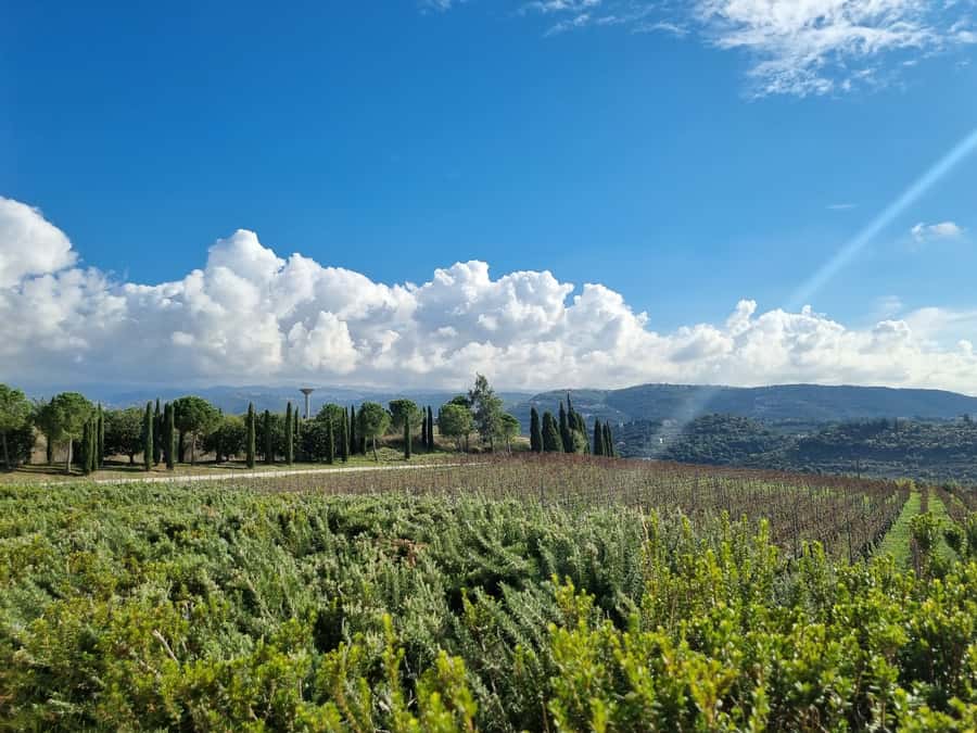 Lebanese wineries guided tour with tastings & lunch - Chateau Rayak and a shorter cellar visit