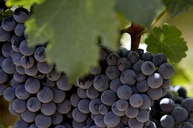 PRIVATE Wine Tasting Tour to the Bekaa Valey Fabulous Wineries - What the three-stop format gives you