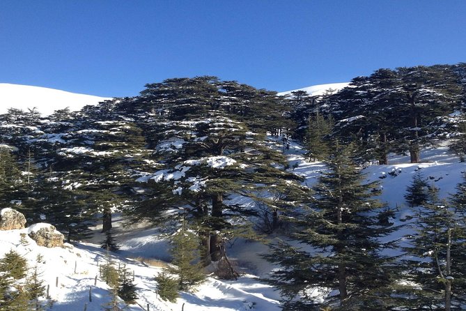 Small Group Tours to Qadisha Valley, Bcharre and Cedars with lunch and all fees - The Cedars of God and Lebanon’s national symbol